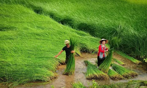 Nghề cói Kim Sơn: Những sợi cói nối dài giá trị di sản